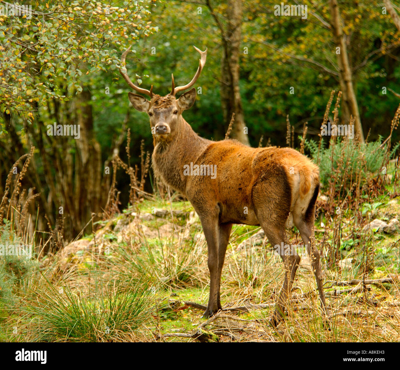 Full frame image of juvenile male Red Deer stag Cervus Elaphus in a woodland setting Stock Photo