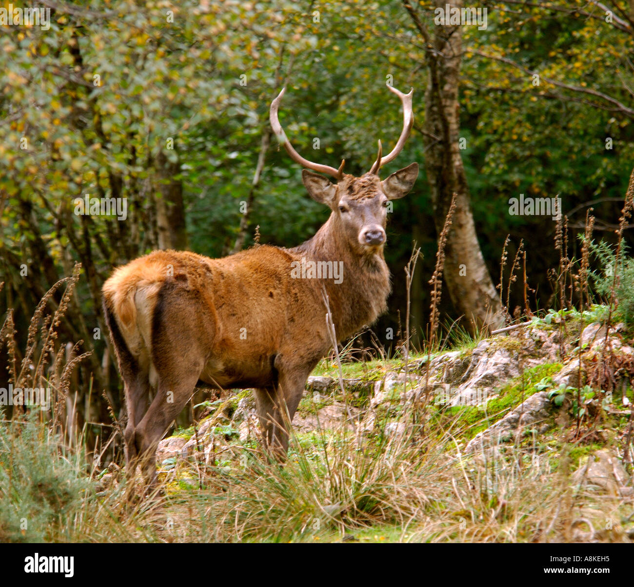 Full frame image of juvenile male Red Deer stag Cervus Elaphus in a woodland setting Stock Photo