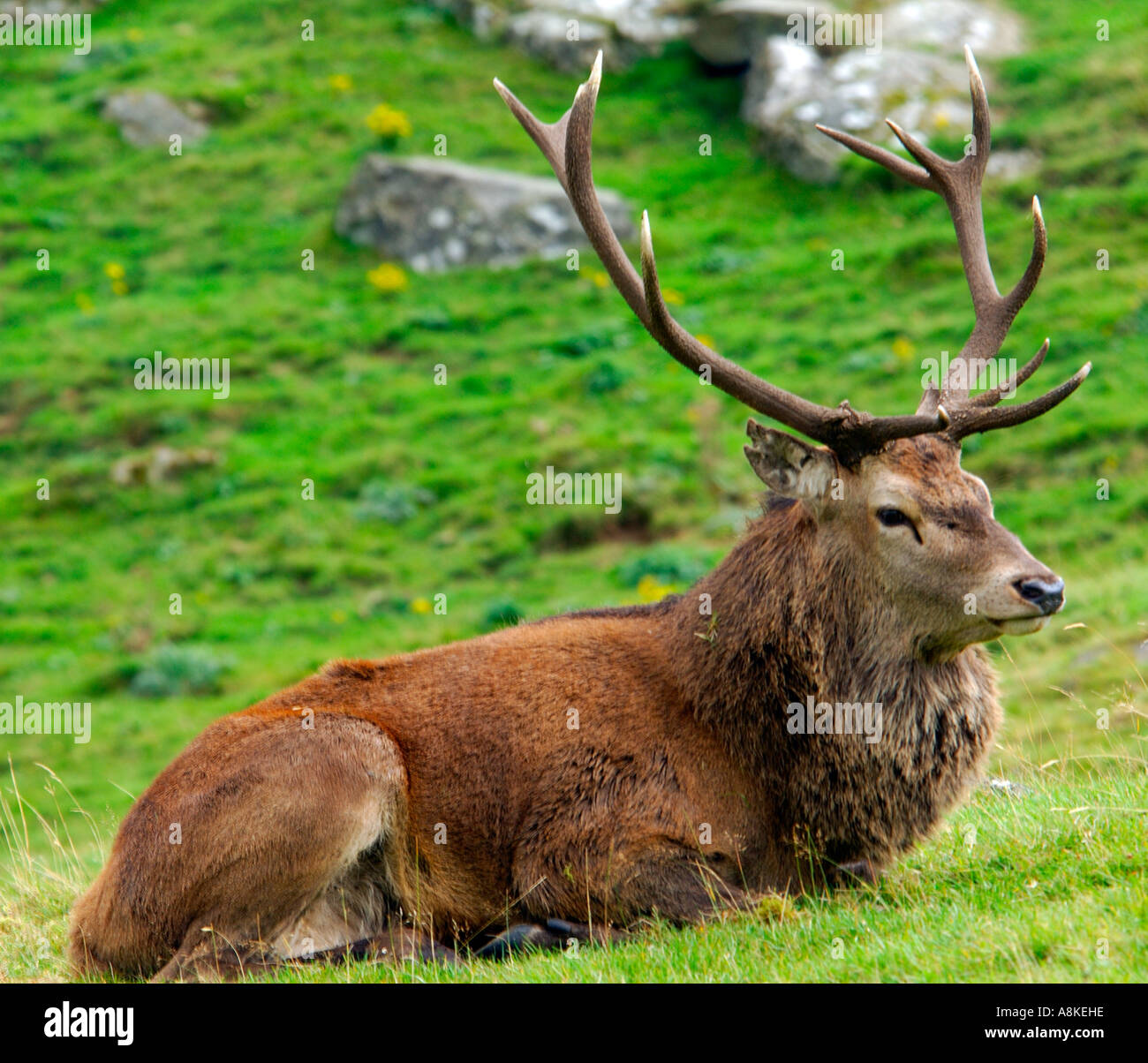 STAG - The Male DEER