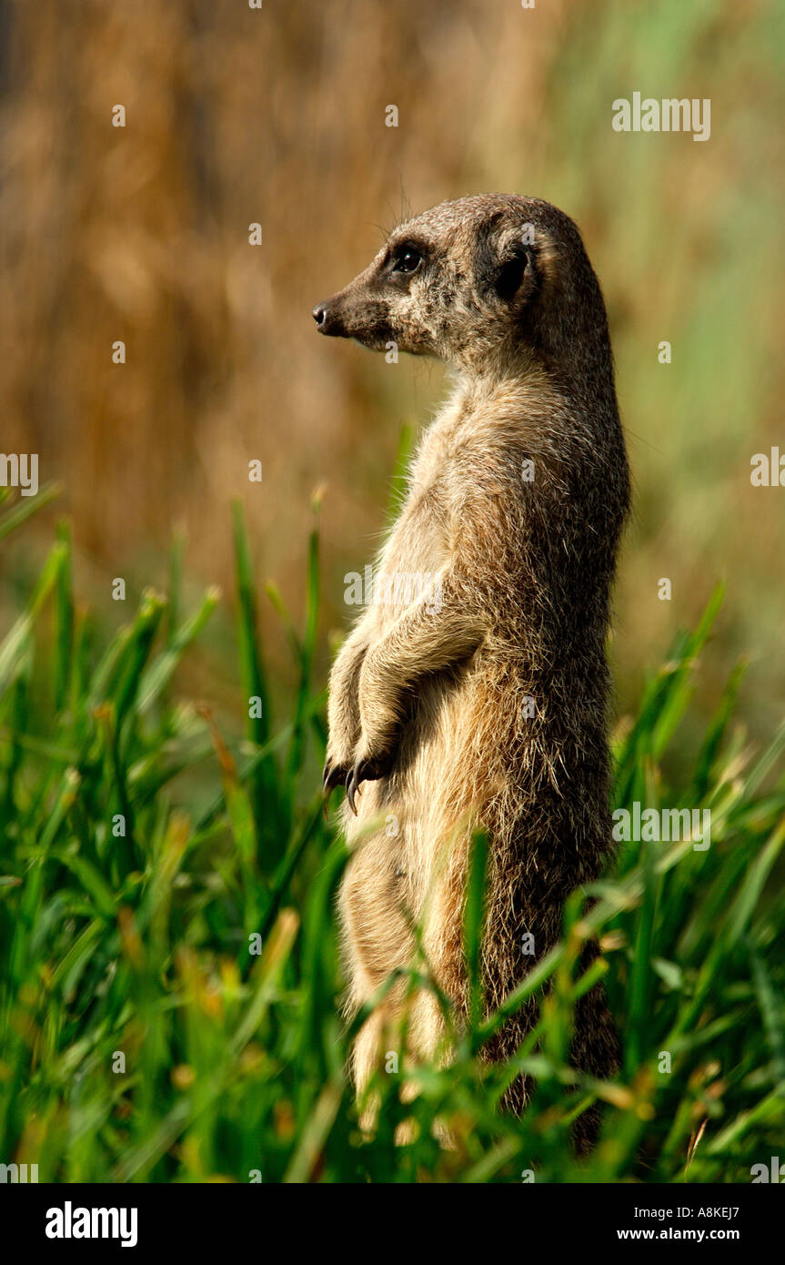 Close up portrait of a meerkat Suricata suricatta sitting up to attention on the look out for danger Stock Photo