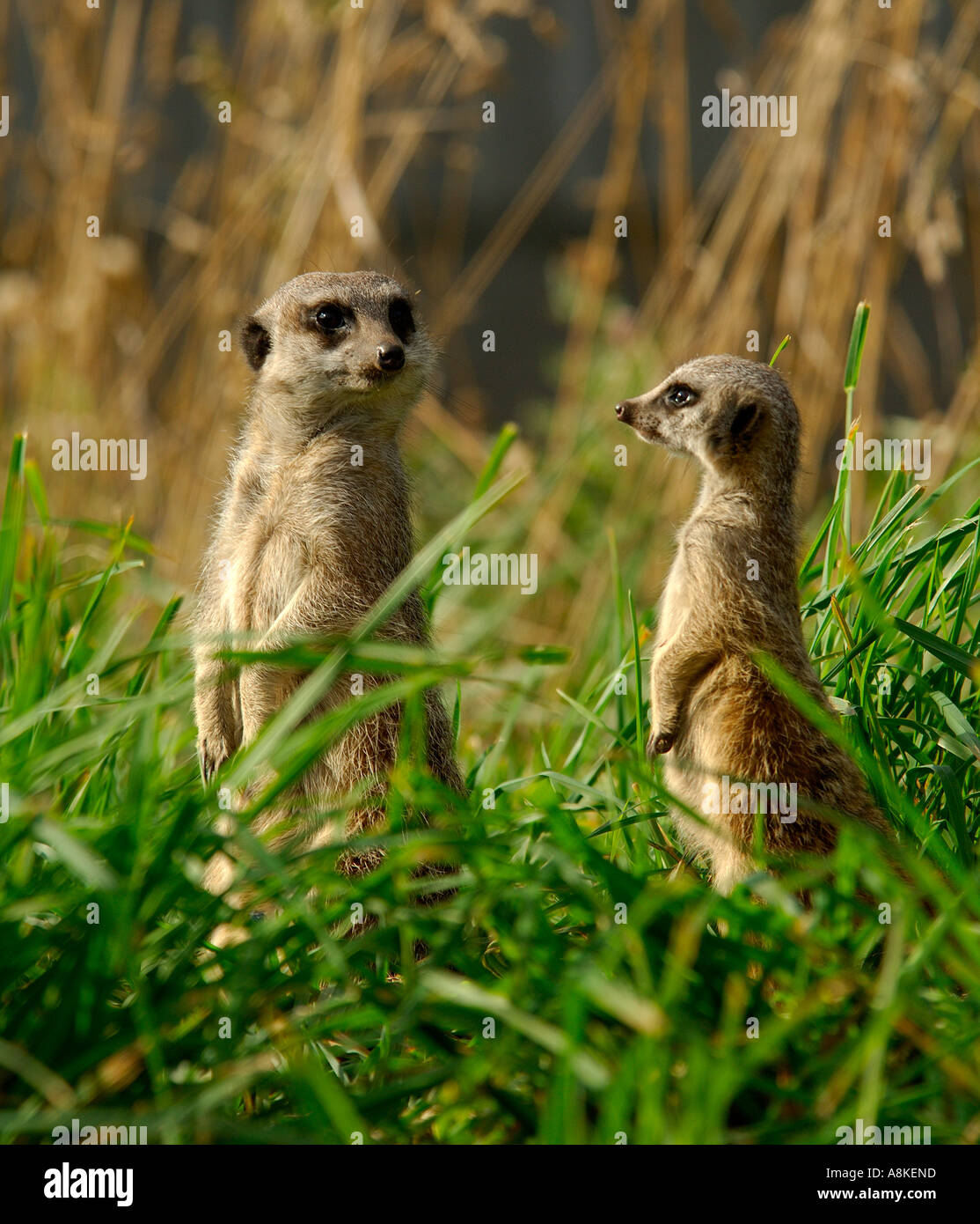 Two meerkats adult and juvenile Suricata suricatta sitting up to attention on the look out for danger Stock Photo