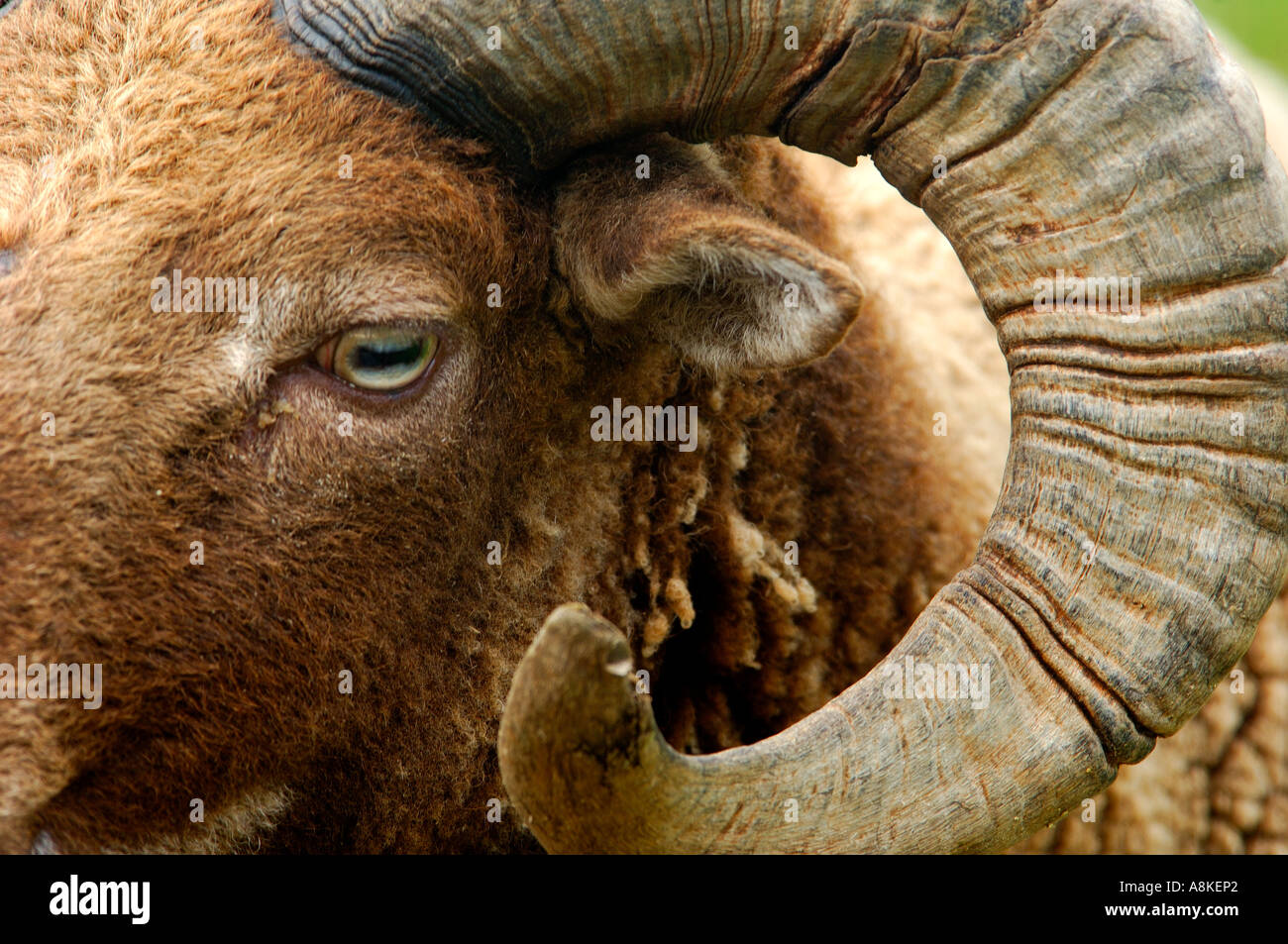 Close up head shot of brown adult male Shetland Sheep Stock Photo
