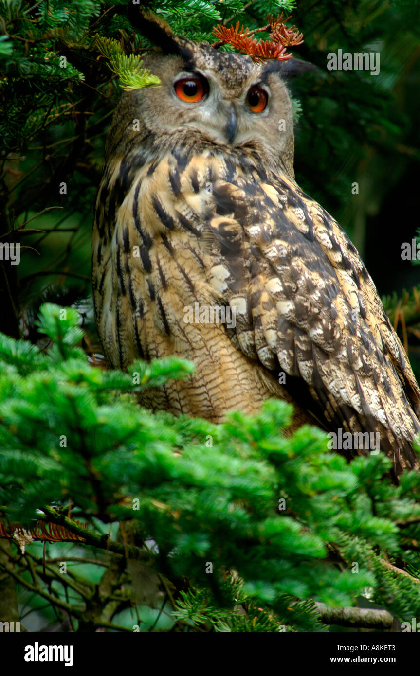 Adult Eagle Owl Bubo Bubo perched high in the branches of a pine tree staring out with wide bright orange eyes Stock Photo