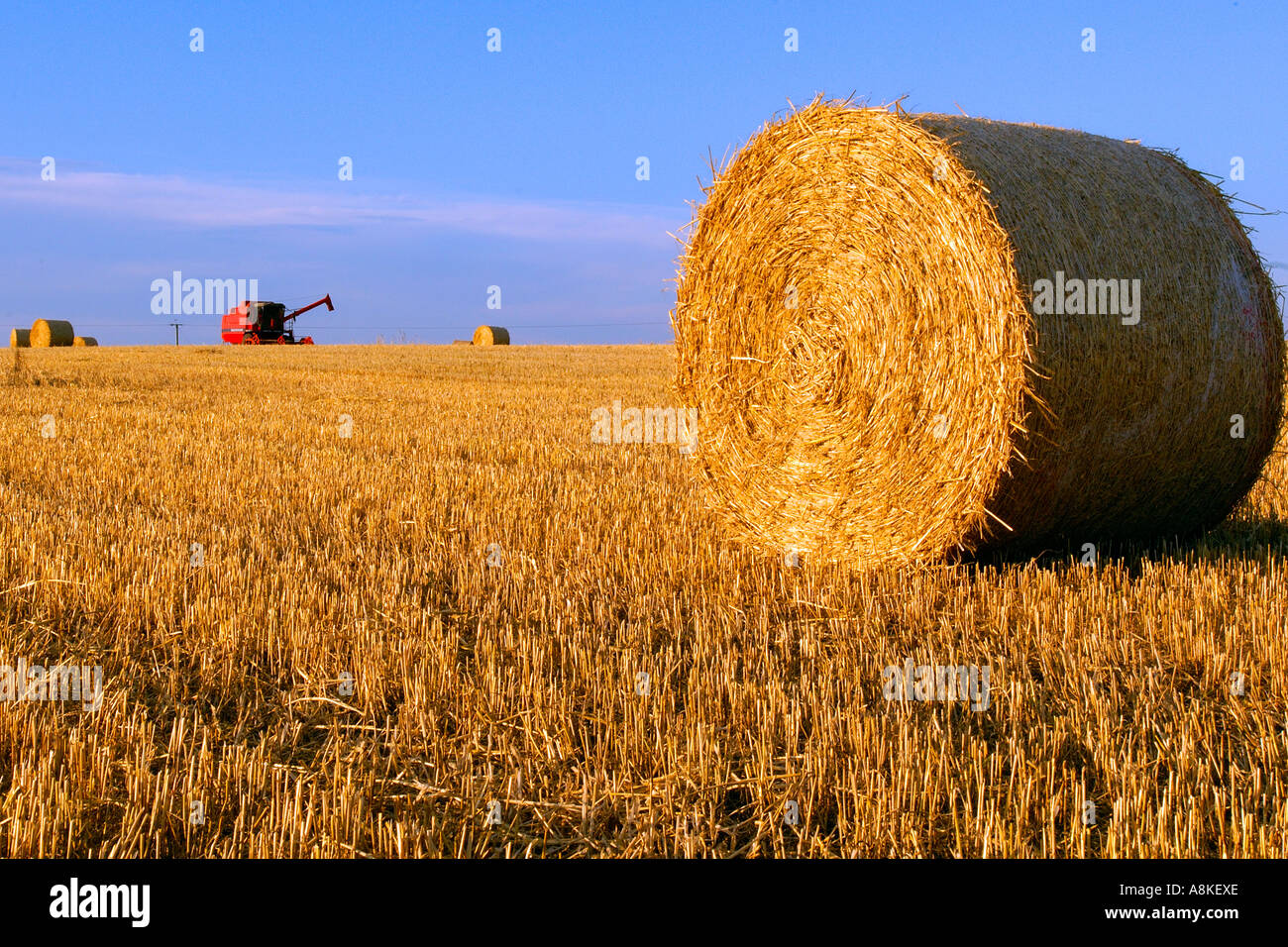 Harvested field under a blue sky scattered with hay bales and a bright red combine harvester on the horizon Stock Photo