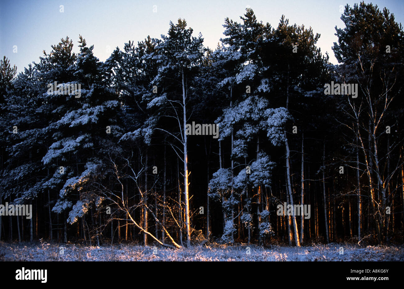 Snow covering pine trees in Rendlesham Forest, Suffolk, UK. Stock Photo
