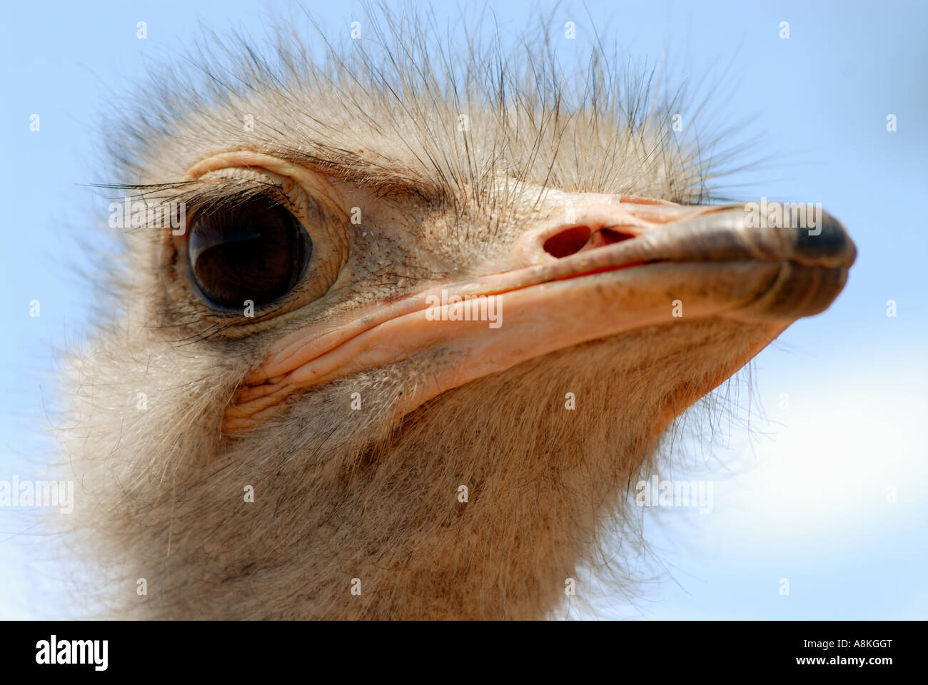 Portrait image of a ostrich Stock Photo