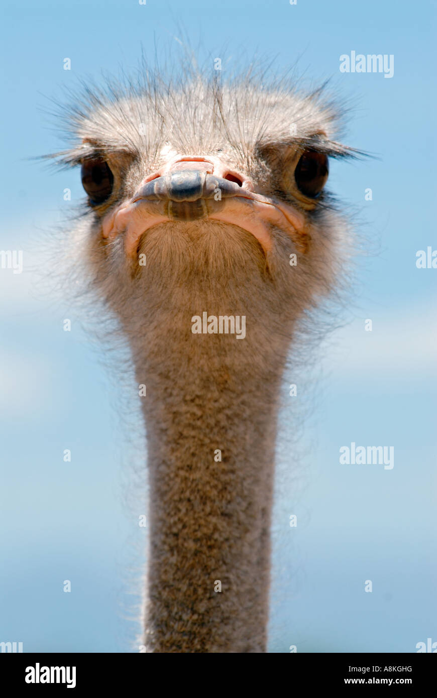 Portrait image of a ostrich Stock Photo