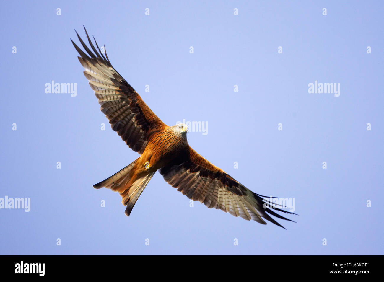 Red Kite (Milvus milvus) in flight Stock Photo