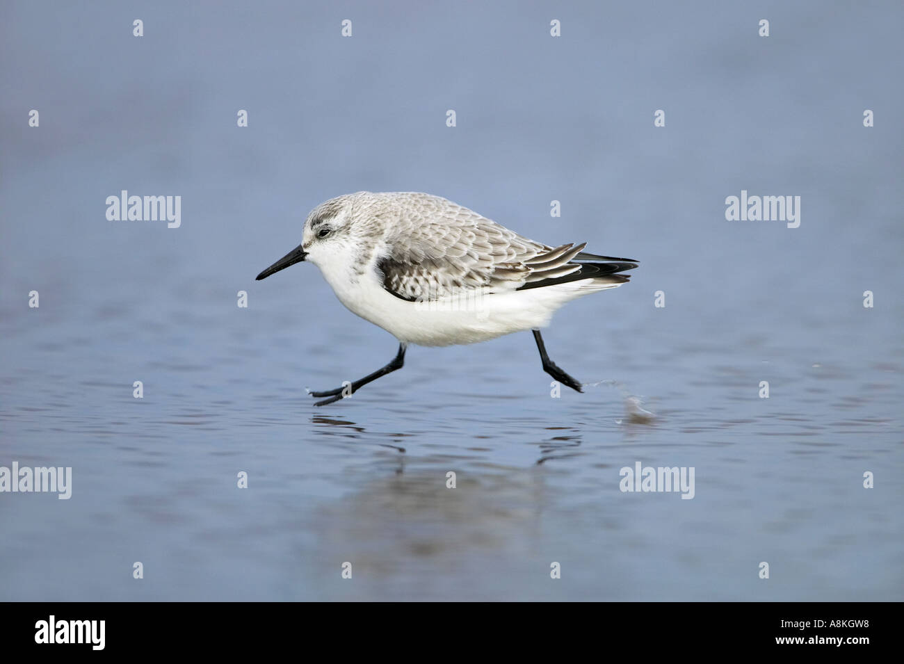 Sanderling (Calidris alba Stock Photo - Alamy