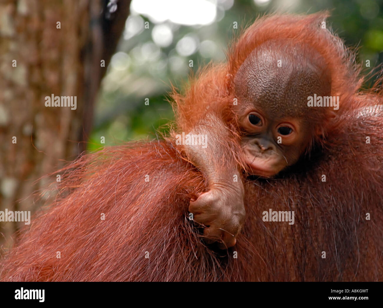 Portrait of a very young orangutan baby relaxing on its mothers back Stock Photo