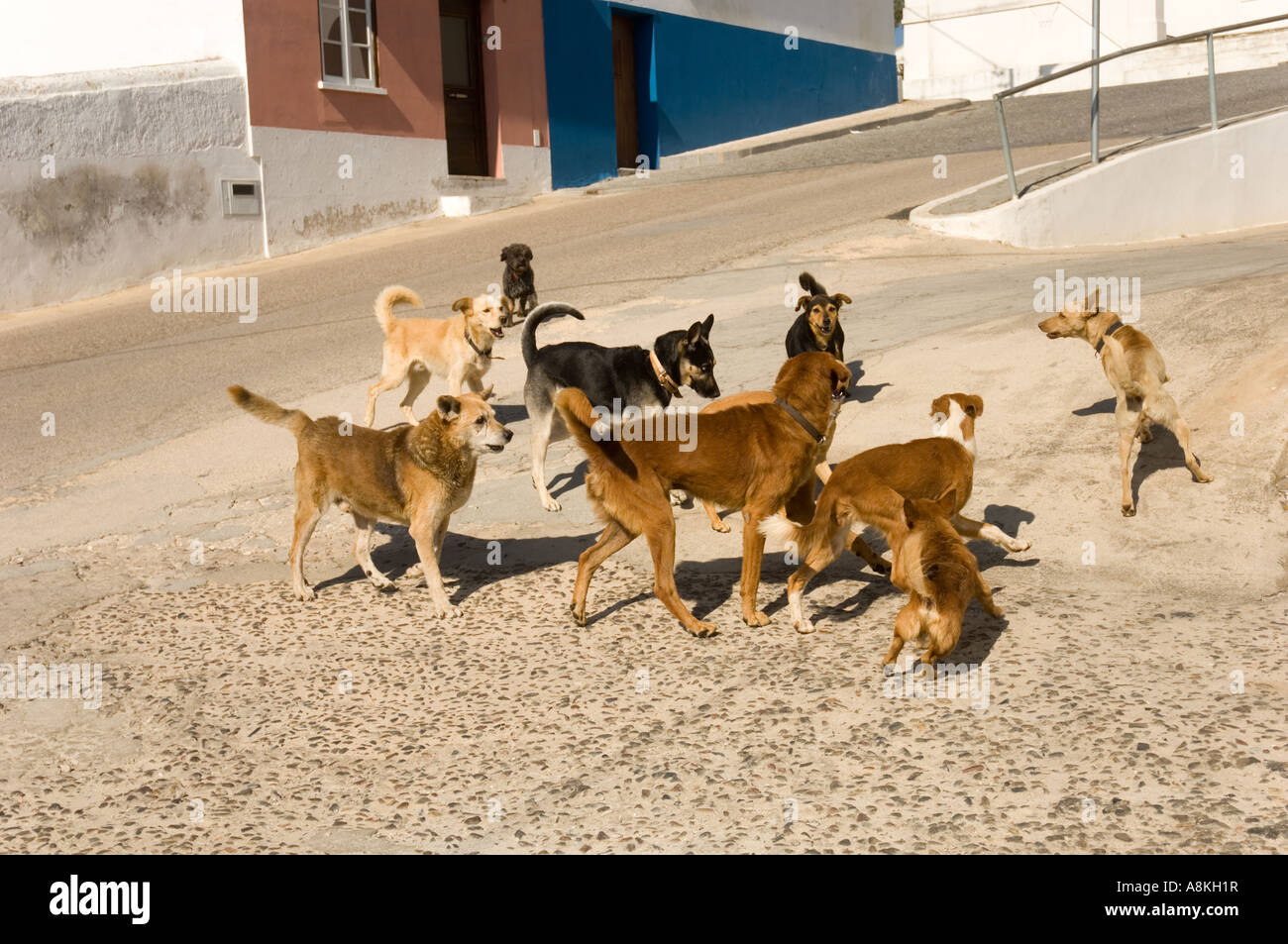 Pack of stray dogs Aljezur Algarve Portugal Stock Photo - Alamy
