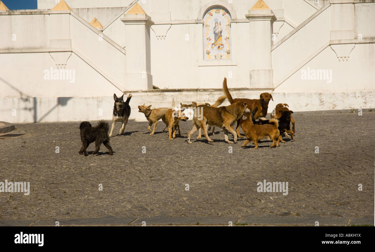 Pack of stray dogs hi-res stock photography and images - Alamy