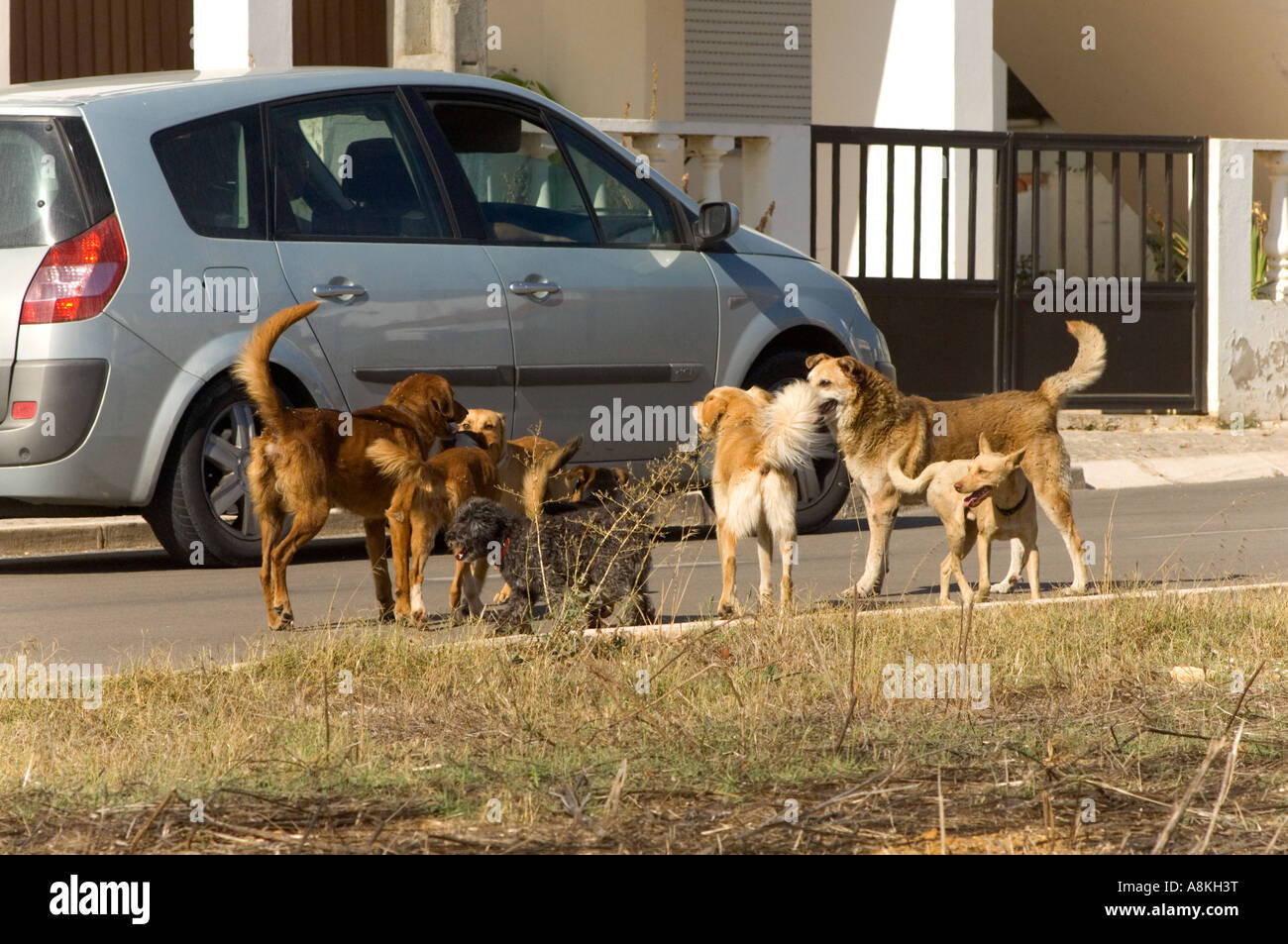 Pack of stray dogs Aljezur Algarve Portugal Stock Photo Alamy