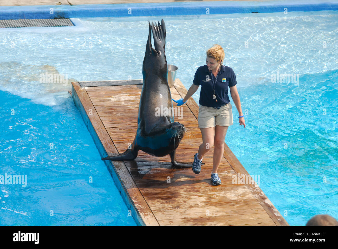 California Sea Lion and trainer New York Aquarium Coney Island Brooklyn