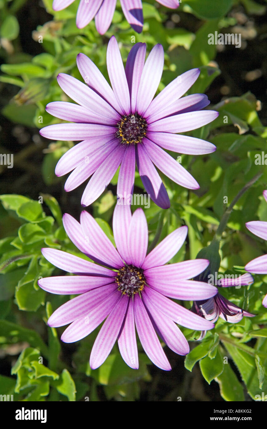 Beautiful large pink or purple flowers against a green background Stock Photo