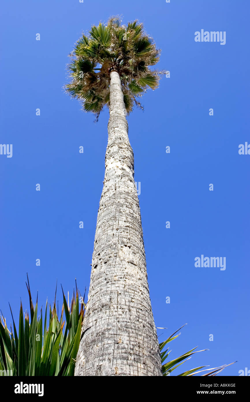 Huge tall skinny palm tree on beach in Spain with sunny blue sky Stock