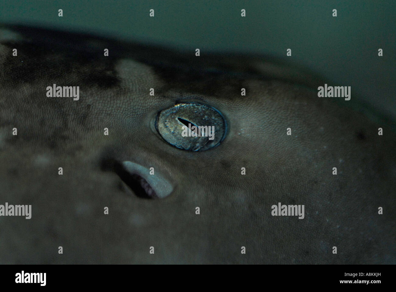 Whitespotted Bamboo Shark Chiloscyllium plagiosum Oviparus Egg laying