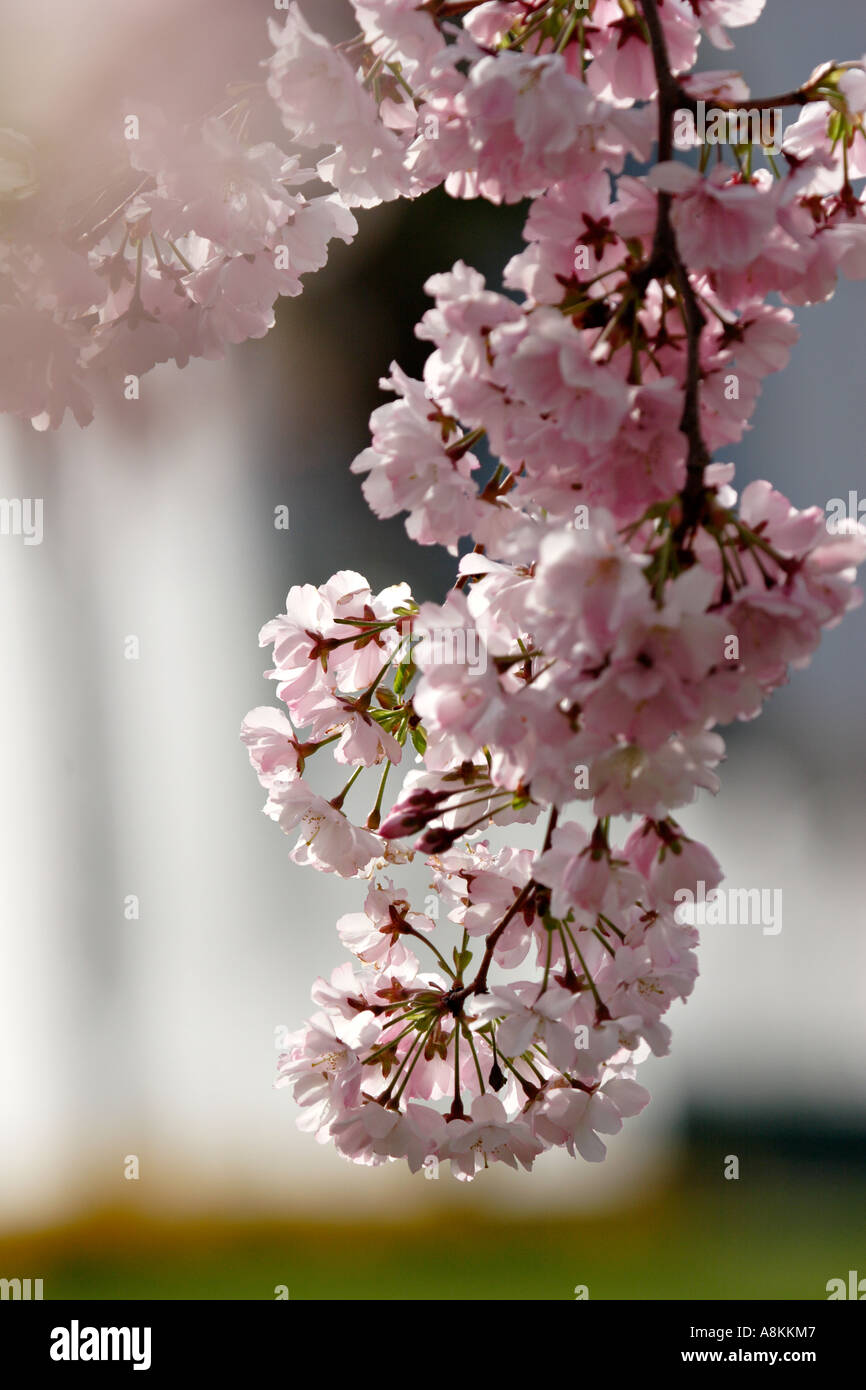 Cherry tree flowers hi-res stock photography and images - Alamy