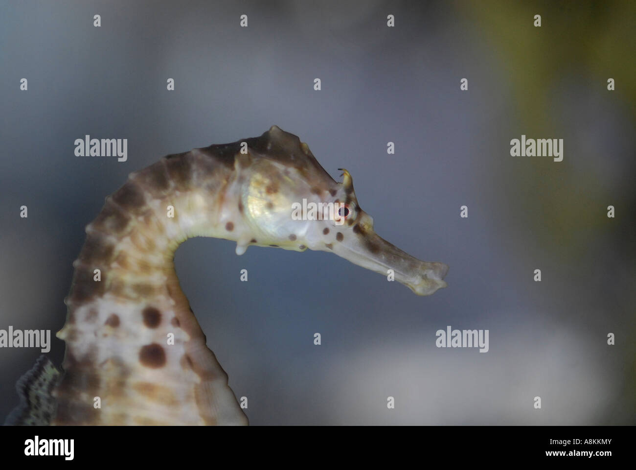 Potbellied Seahorse Hippocampus abdominalis Stock Photo