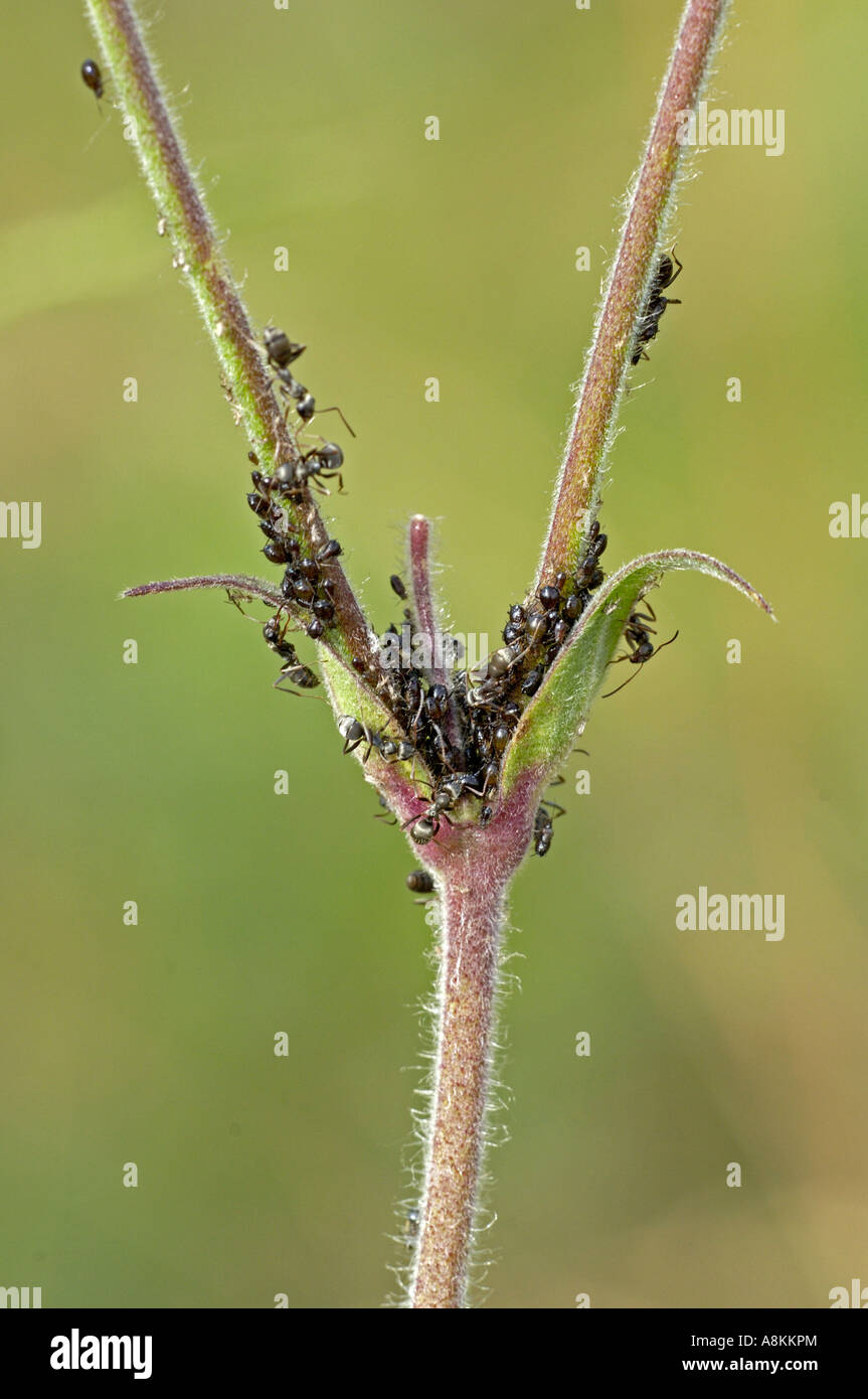 Ants breed aphids for feed Stock Photo