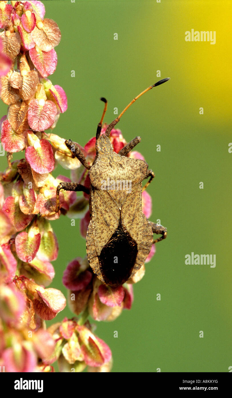Bug, Coreus marginatus Stock Photo