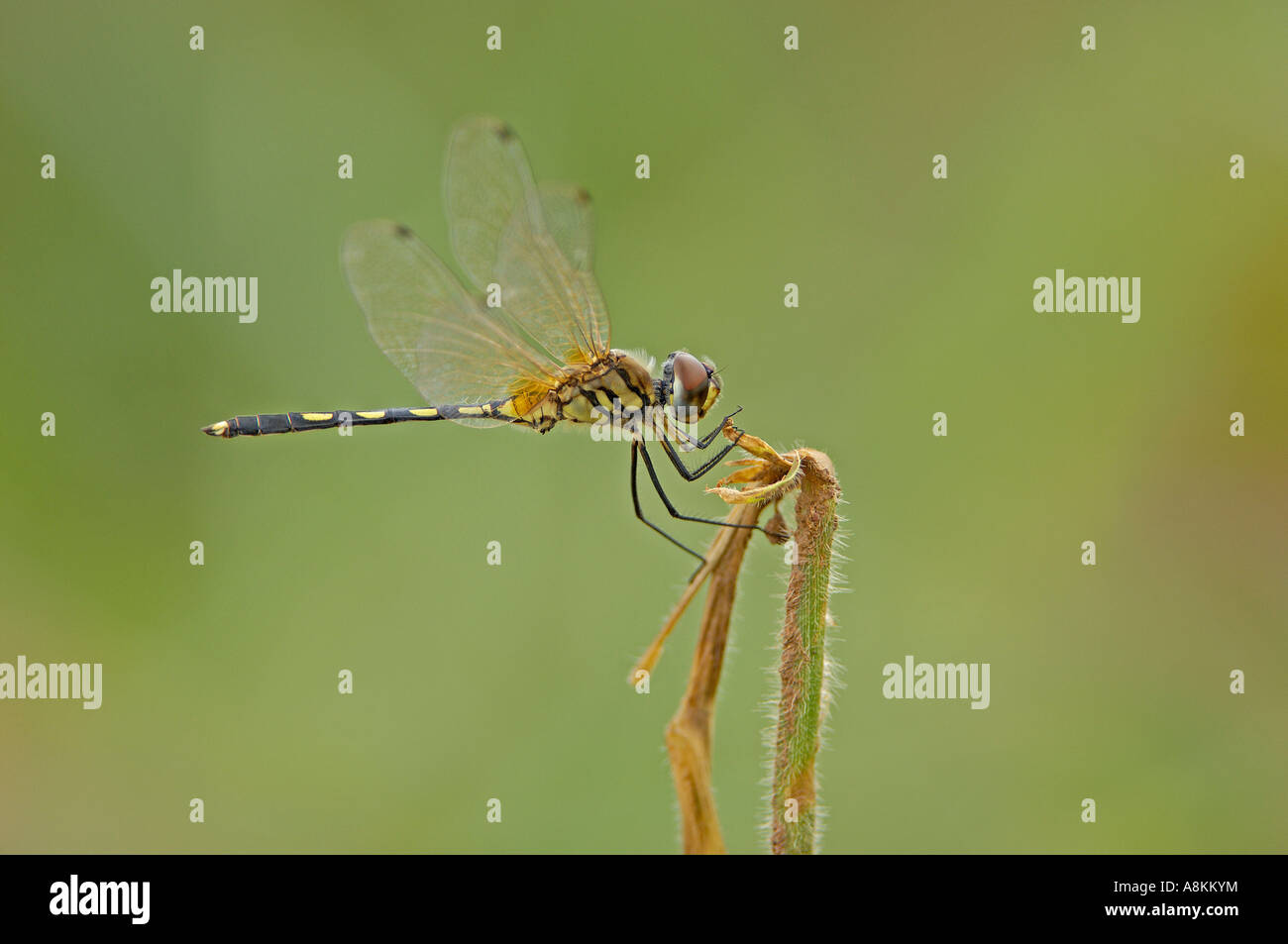 Dragon fly, Aeschna spec. Stock Photo