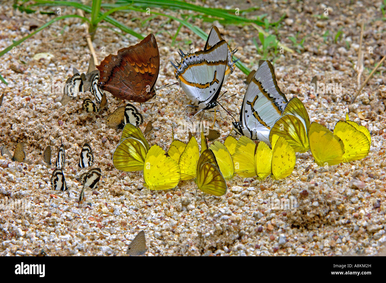 Butterflies eating minerals in Thailand Stock Photo