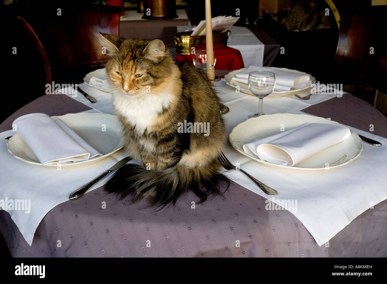 Cat sitting on a laid table in a restaurant, antwerp, belgium Stock Photo