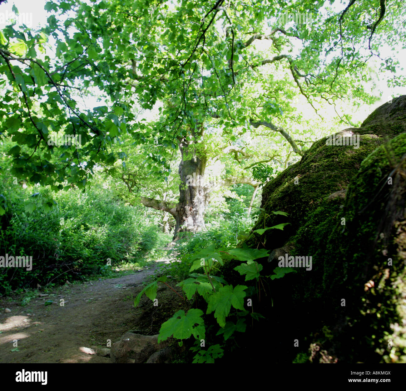 Birnam wood macbeth hires stock photography and images Alamy