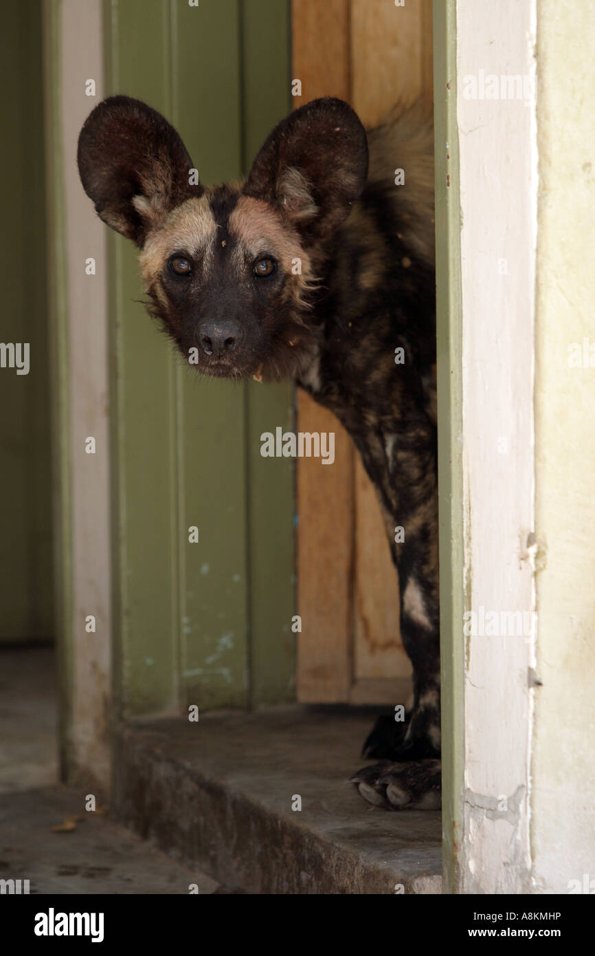African wild dog (Lycaon pictus) in shower cabin Botswana, Africa Stock Photo