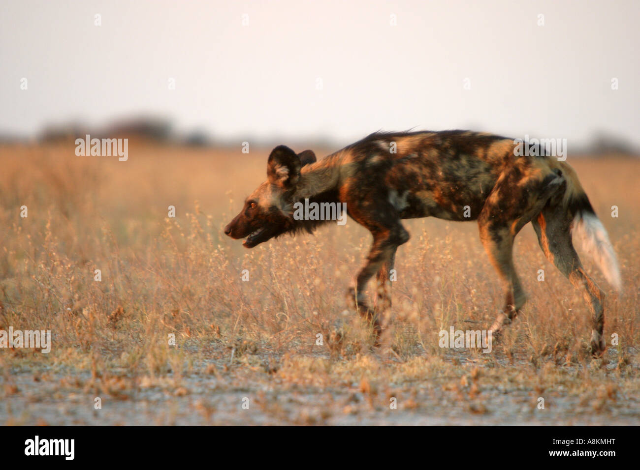 African wild dog (Lycaon pictus) Botswana, Africa Stock Photo
