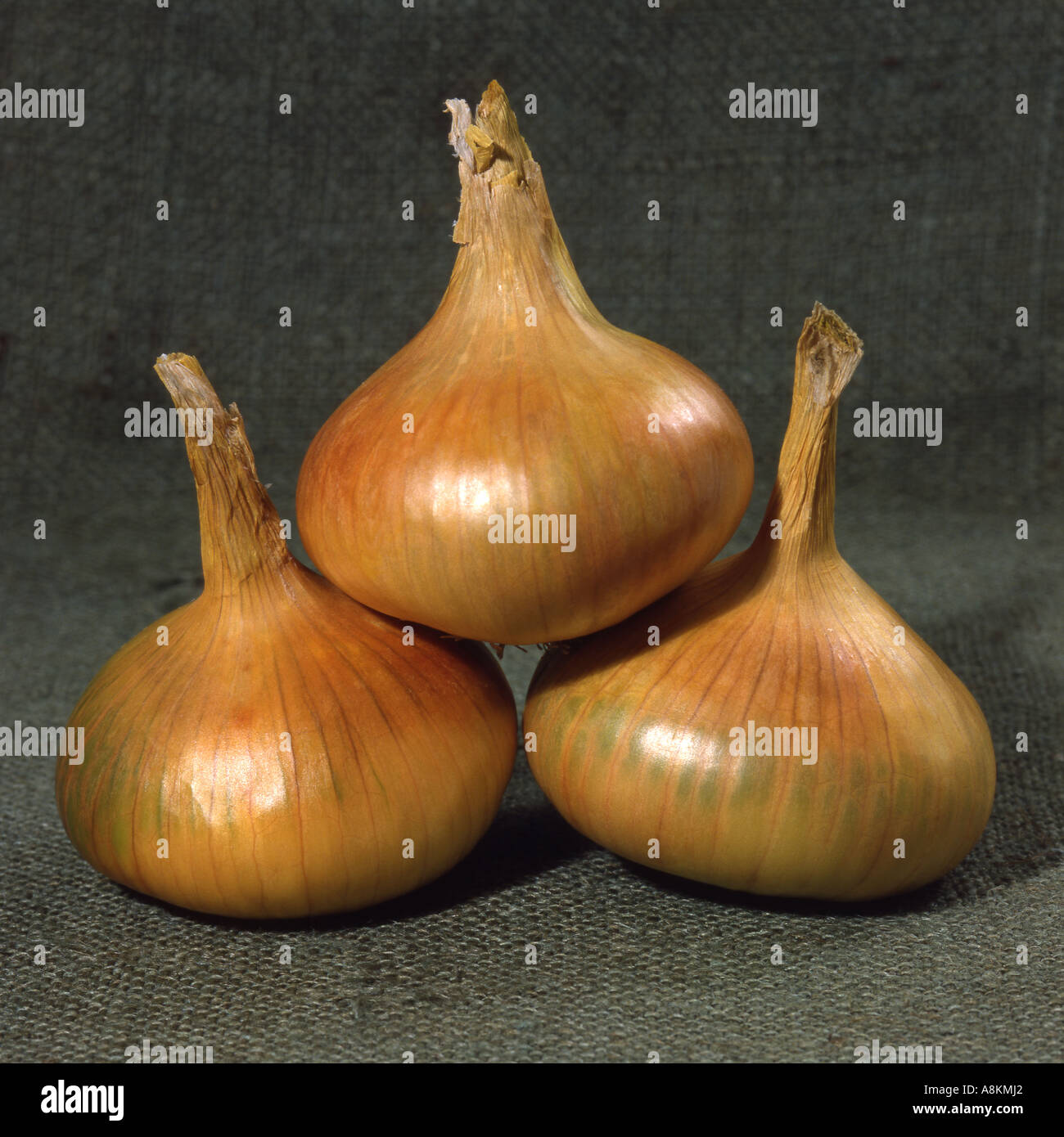 Onions, 'Stuttgarter Giant' Stock Photo