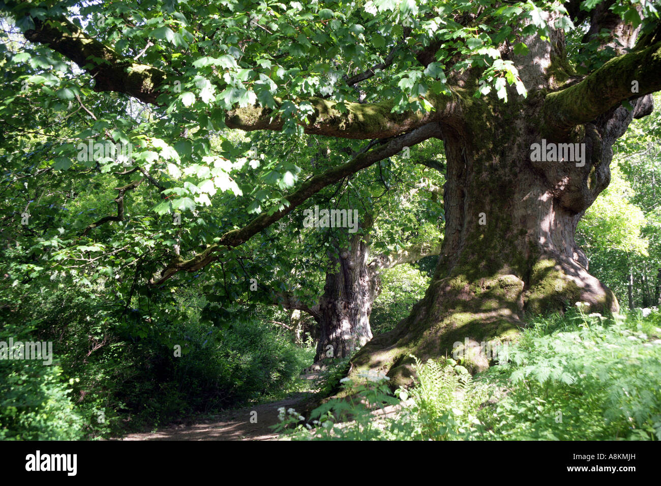Birnam Wood of MacBeth fame. Birnam,Dunkeld, in Perthshire,Scotland,UK