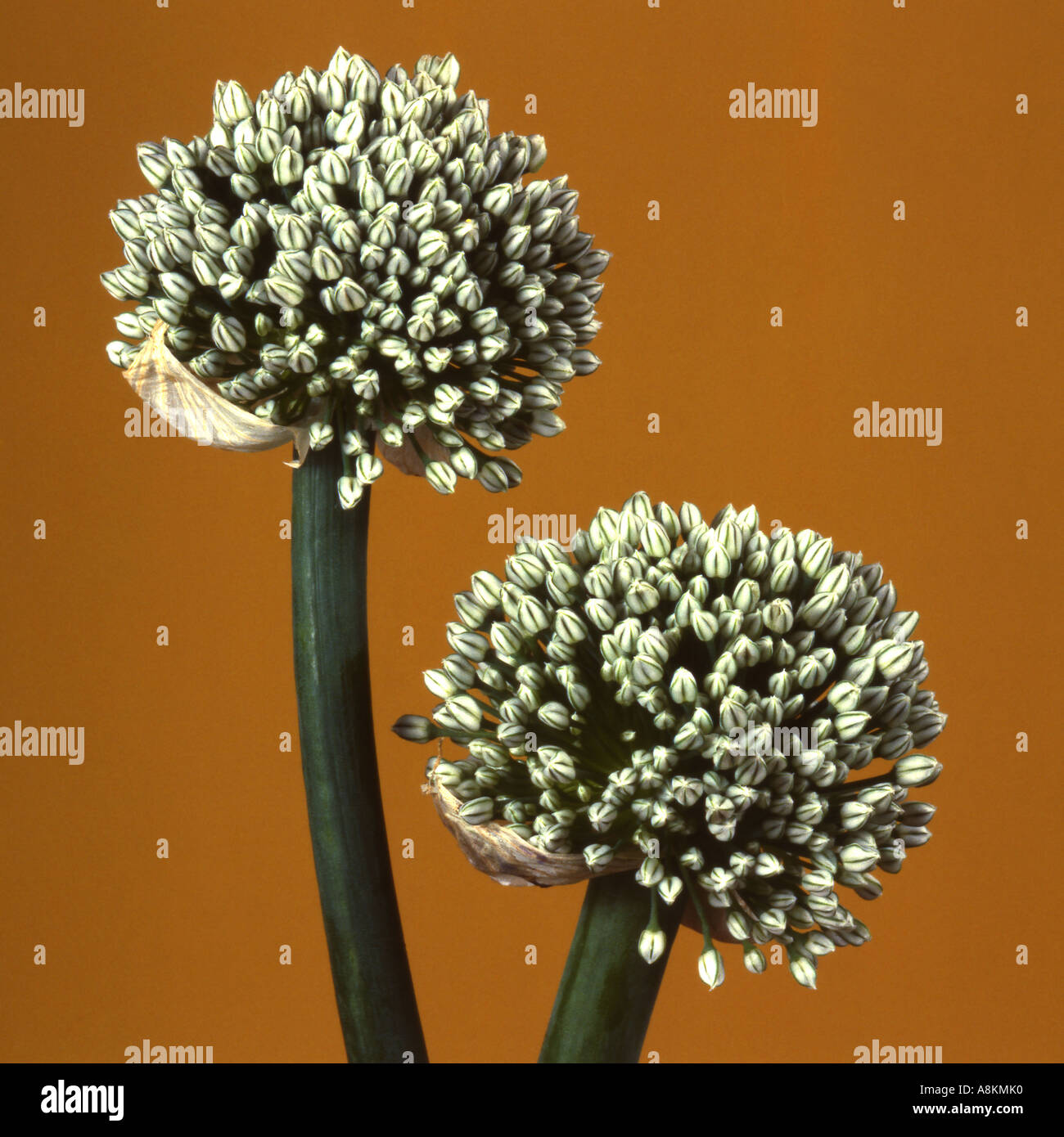 Onion Seed Heads Stock Photo Alamy