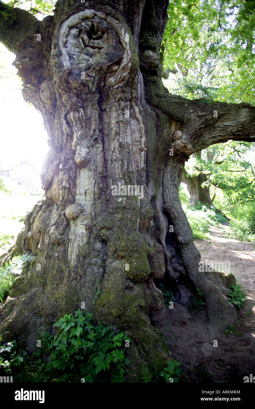 Birnam Wood of MacBeth fame. Birnam,Dunkeld, in Perthshire,Scotland,UK
