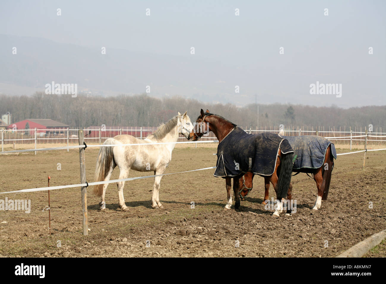 Three domestic horses interacting in a rural farm in canton Vaud, Switzerland, Europe on early spring sunny day Stock Photo