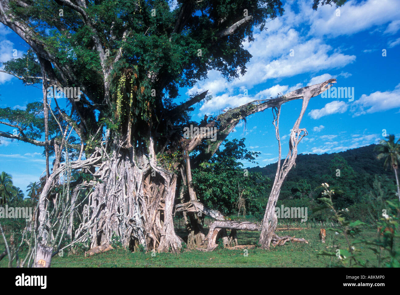 A very old and expansive giant Banyan Tree on Vitu Levi, in the Pacific Island nation of Fiji Stock Photo