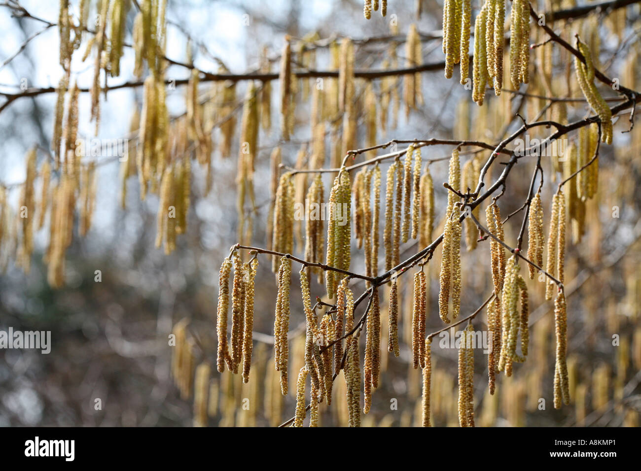 Common hazel tree (Corylus avellana) branches with young male catkins spreading pollen during pleasant sunny spring day. Pollen is allergy trigger. Stock Photo