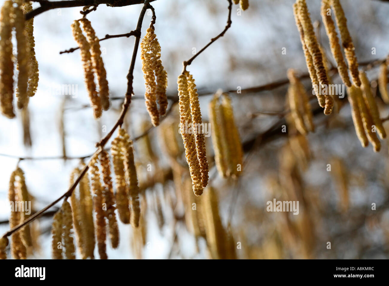 Pleasant close-up photo of young male catkins with pollen of Common hazel tree (Corylus avellana) with branches during sunny spring day Stock Photo