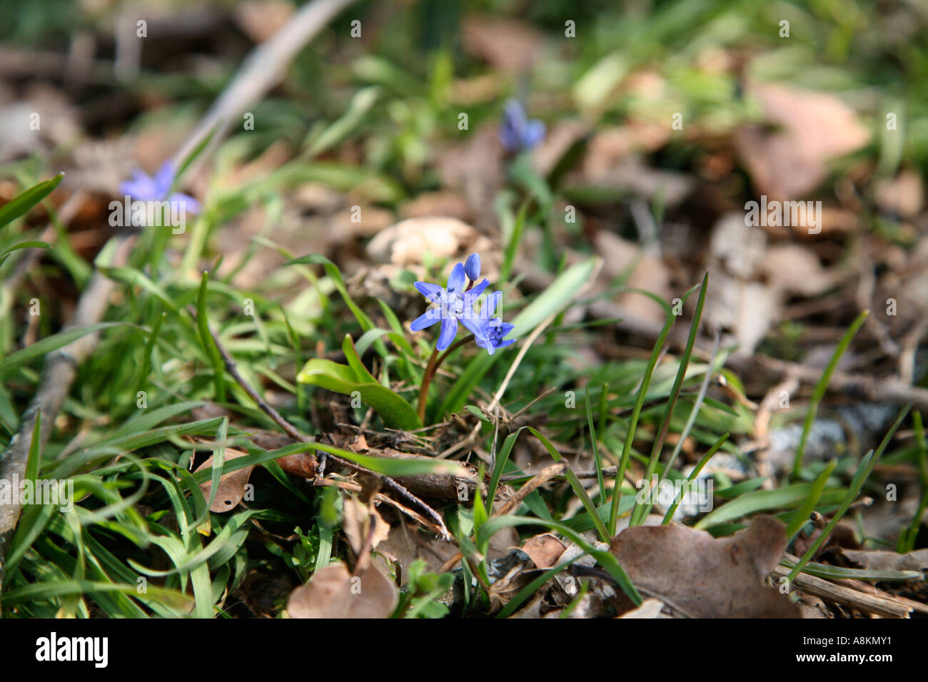 Fragile pretty spring tiny blue wild flowers appearing on forest floor in woods and meadows in early spring - Alpine Squill (Scilla bifolia) Stock Photo