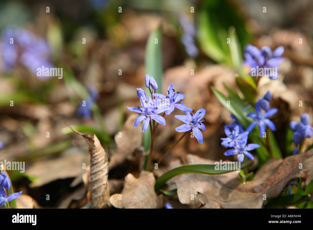 Gorgeous fragile tiny blue wild flowers appearing through old leaves on forest floor in woods and meadows - Alpine Squill (Scilla bifolia) Stock Photo