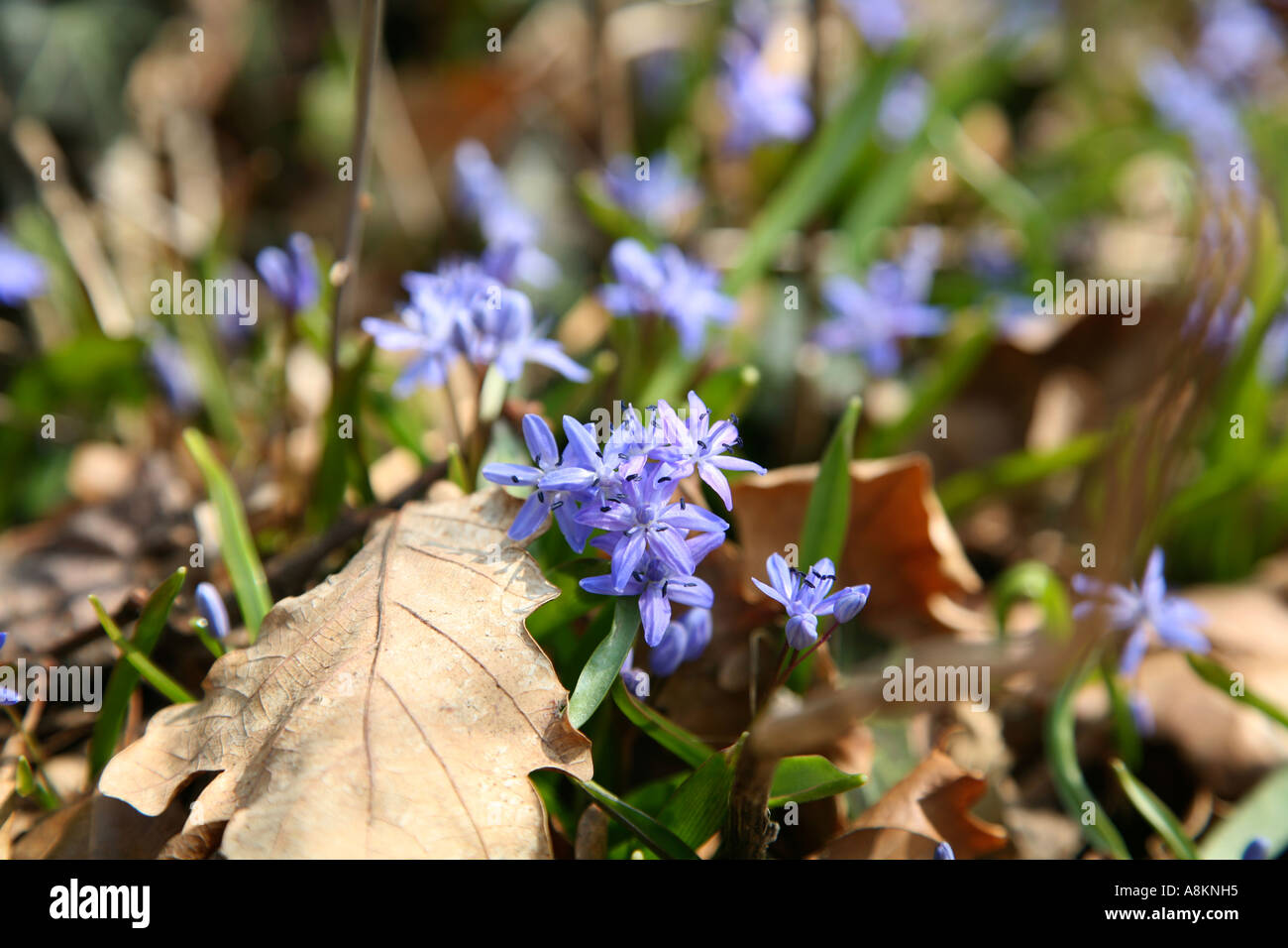 Many spring tiny wild pretty blue flowers appearing through old leaves on forest floor in woods and meadows - Alpine Squill (Scilla bifolia) Stock Photo