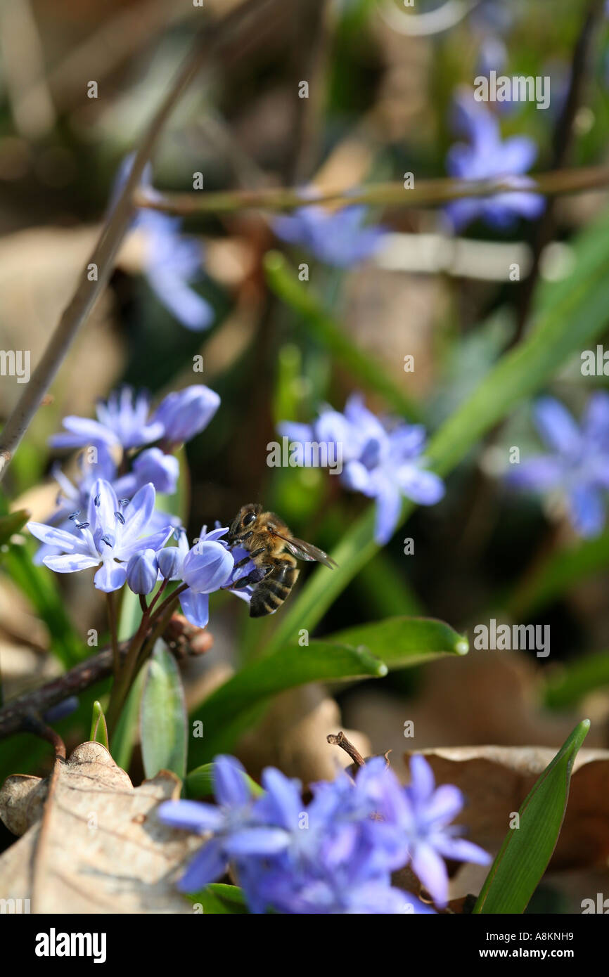 Honey bee collecting nectar on beautiful fragile spring blue flowers appearing in forest and woods - Alpine Squill (Scilla bifolia) Stock Photo