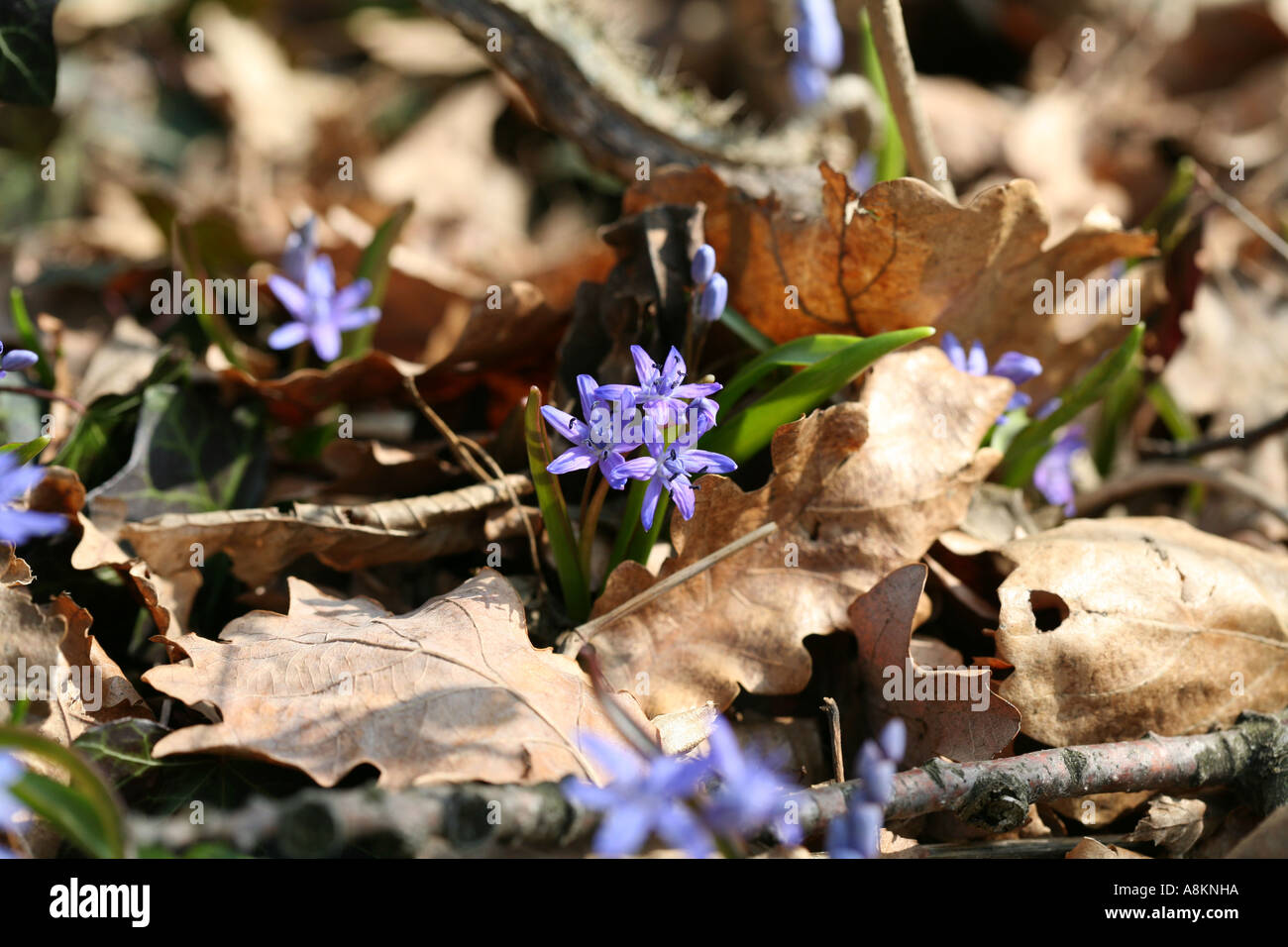 Fragile beautiful spring tiny wild blue flowers picking up through old leaves on forest floor in woods and meadows - Alpine Squill (Scilla bifolia) Stock Photo