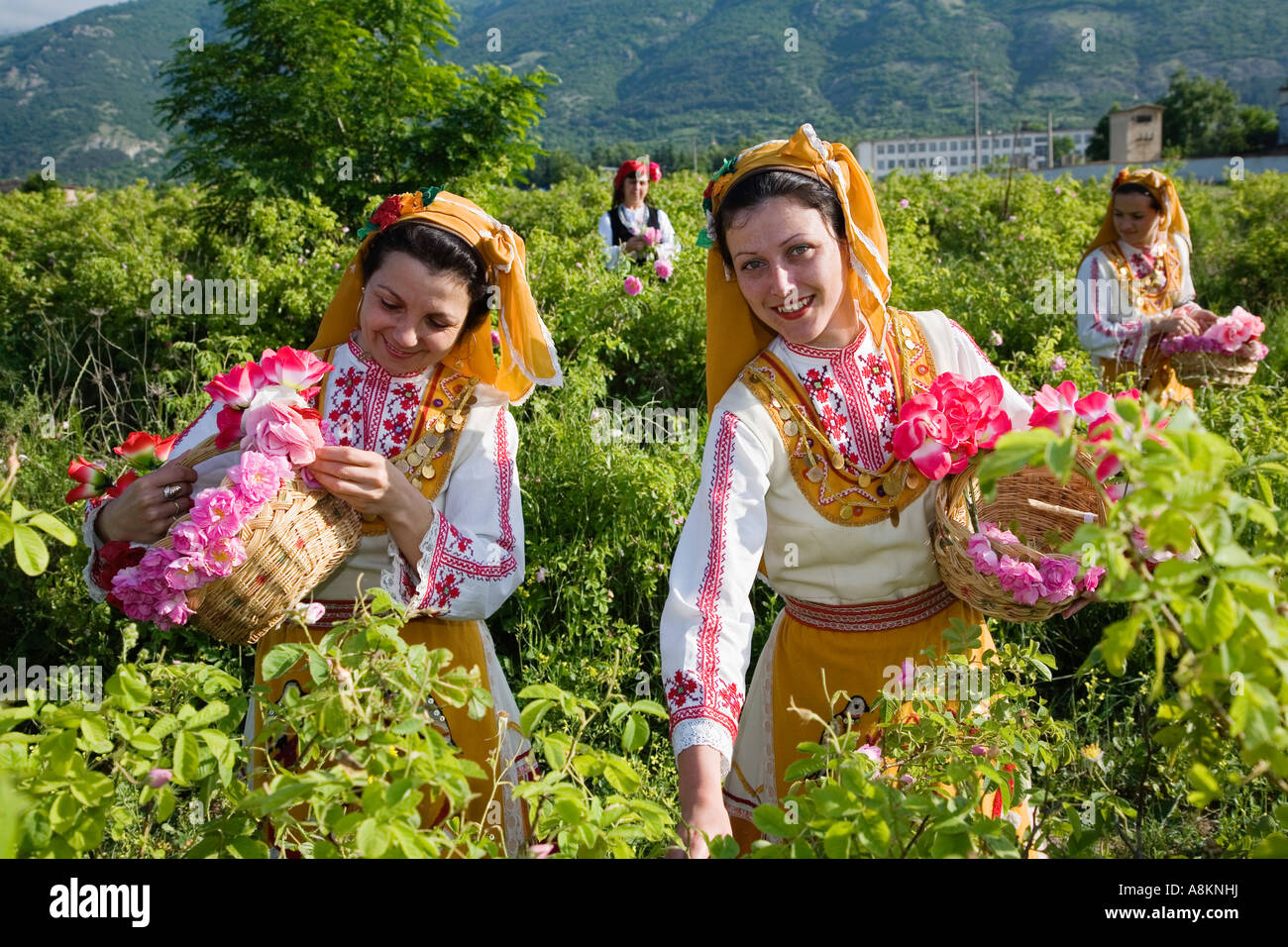 Rose picking girls, Rose Festival, Karlovo, Bulgaria Stock Photo