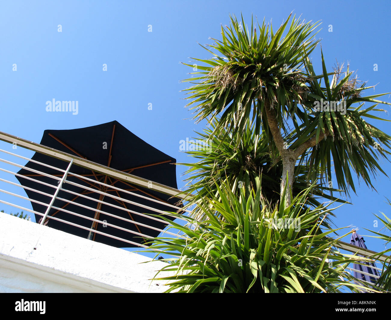 Palm tree and dark blue parasol on the terrace at the Hotel Tresanton St Mawes Cornwall England UK Stock Photo