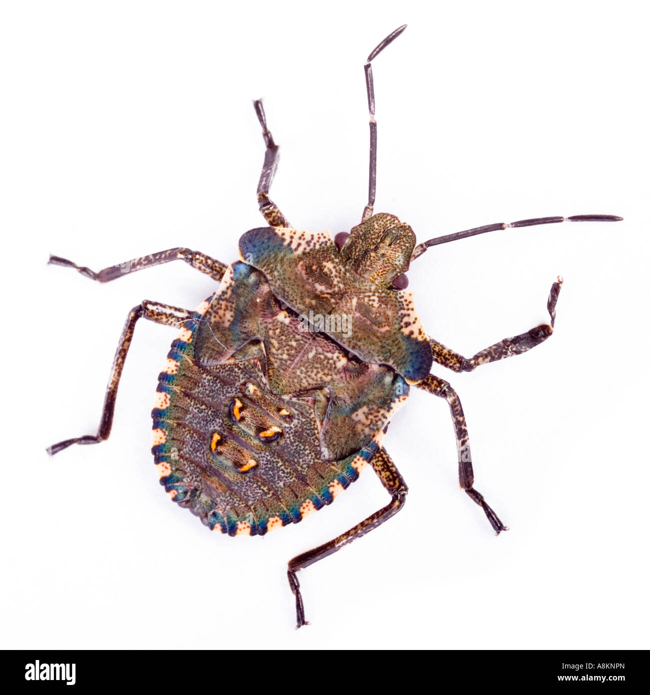 Larva of a Forest bug (Pentatoma rufipes) Stock Photo