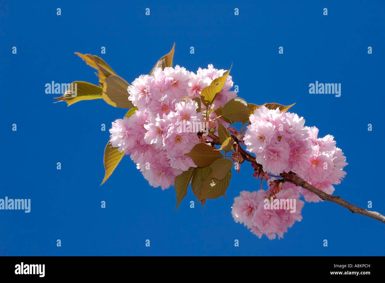 Japanese Cherry Prunus serrulata Stock Photo