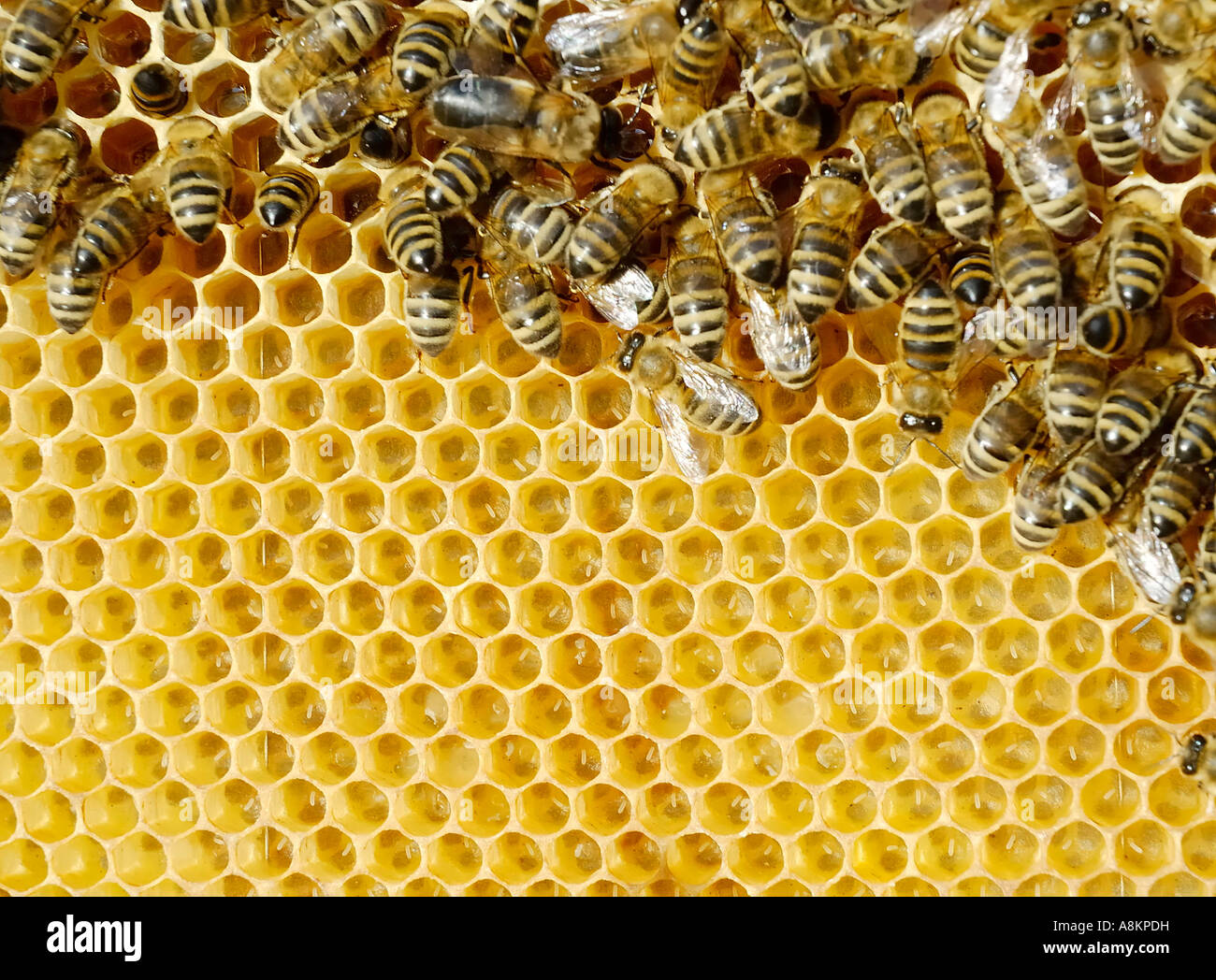 Bees suckling honey from the cells of recently constructed honey cells Stock Photo