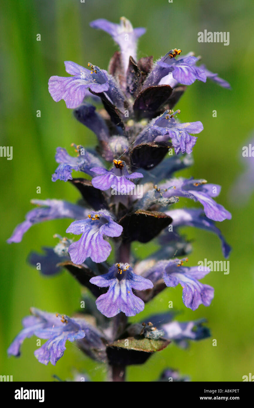 Blue flowers of common bugle hires stock photography and images Alamy